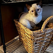 Kimo is registered to the contest to win money with this photo: cat, siamese_cat, basket, woven_basket, shelf, metal_shelf, indoor, pet, animal, fur, ears, eyes, floor, tile_floor, cozy, curious, looking, resting, container, domestic_animal