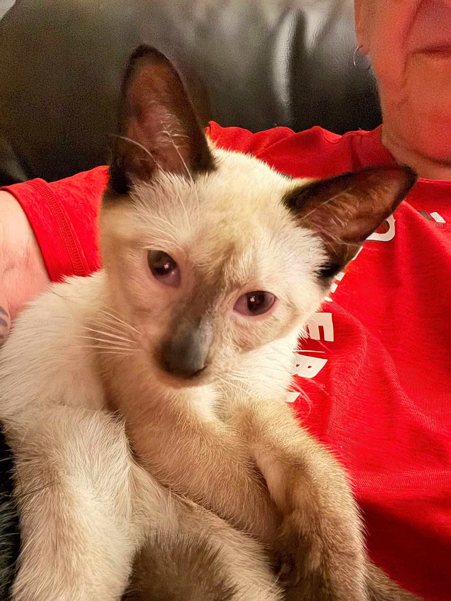 Kimo joined the competition — help win amazing prizes! cat, siamese_cat, pet, animal, feline, person, red_shirt, couch, indoor, close_up, fur, ears, eyes, face, hand, holding, cute, domestic_animal, relaxed, portrait