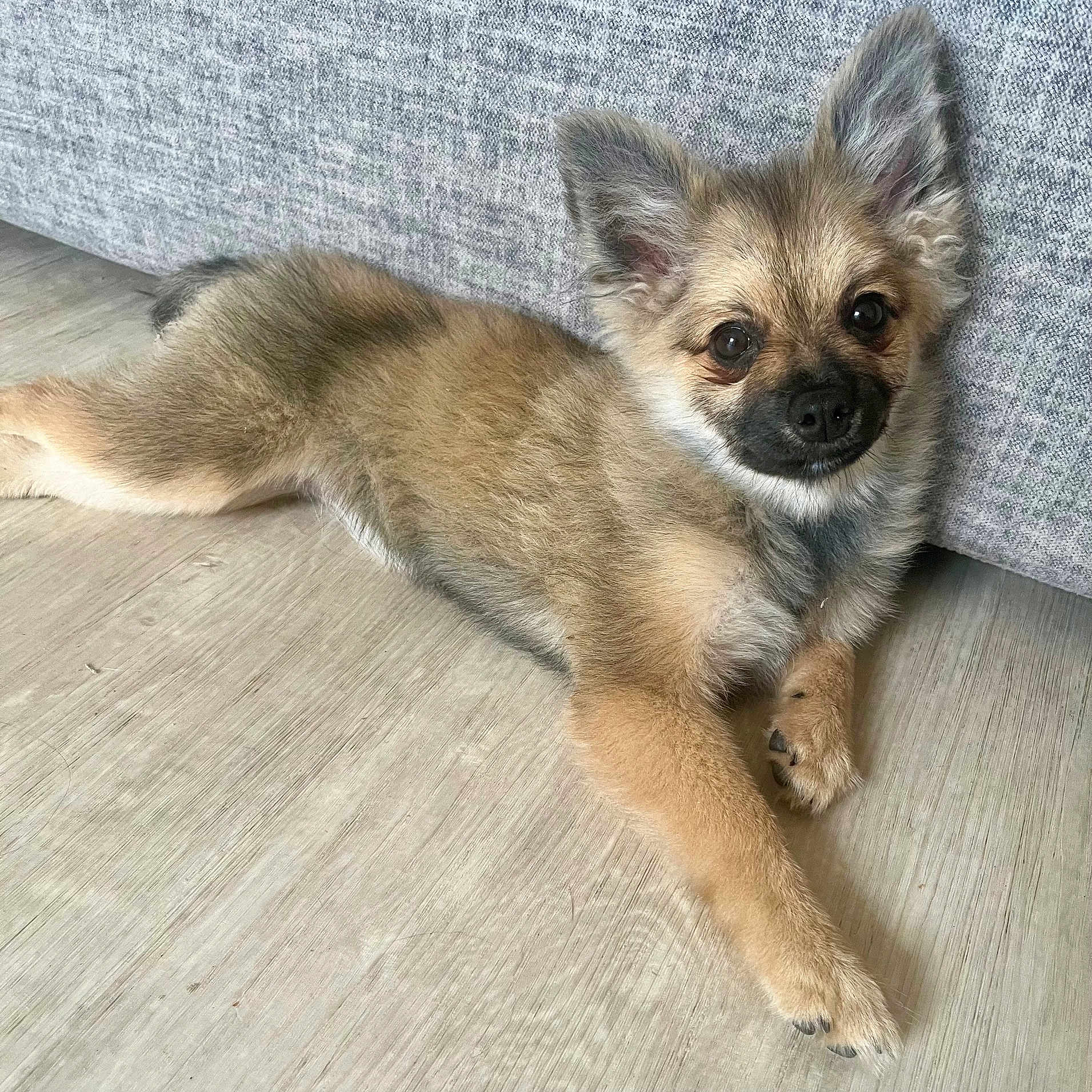 Whitney a rejoint le concours — aidez-le/la à gagner de superbes lots ! animal, canine, chihuahua, cockerspaniel, dog, dogbed, eskimodog, papillon, pet, puppy, snout