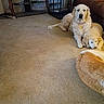 dog, lounge, carpet, living_room, pet, canine, resting, furniture, couch, crate, indoor, animal, floor, relaxing, brown, white, medium_sized_dog, companion, home, domestic