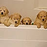 Puppies joined the competition — help win amazing prizes! puppies, golden_retriever, bathtub, bathroom, cute, pets, animal, fluffy, young, seven, indoor, curtain, container, white, clean, paws, head, lined_up, looking, domestic
