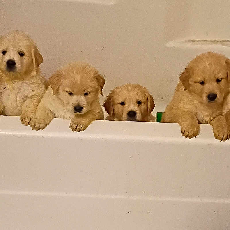 Puppies