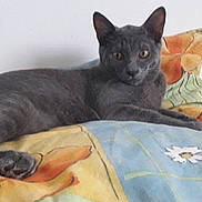 Filou participe au concours pour gagner de l'argent avec cette photo : asian, black_cat, british_shorthair, carnivore, cat, chartreux, domestic_short_haired_cat, felidae, german_rex, kitten, korat, mammal, nebelung, oriental_shorthair, russian_blue, small_to_medium_sized_cats, vertebrate, whiskers