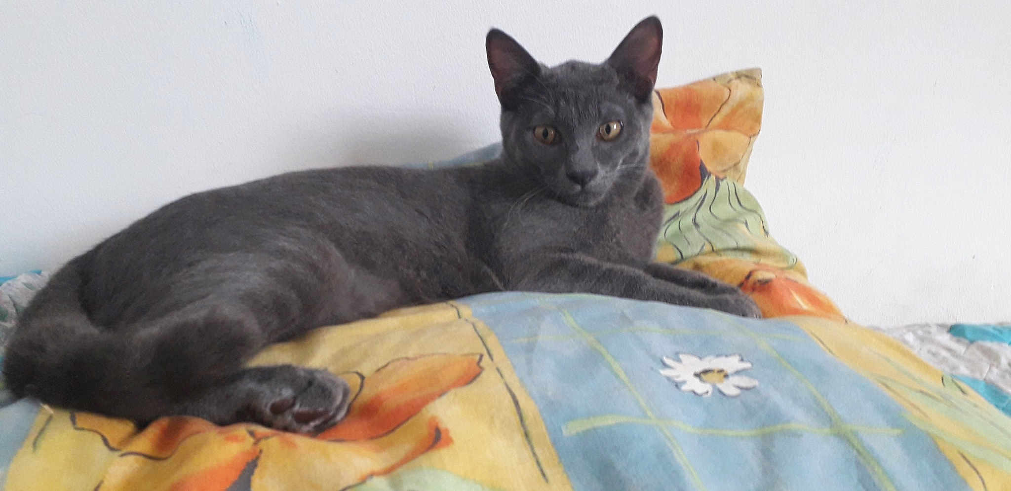 Filou