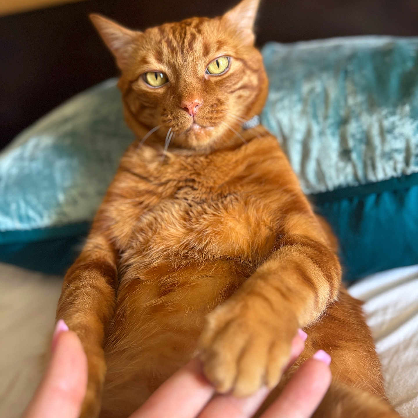 Zeus