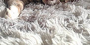 Bandit a rejoint le concours — aidez-le/la à gagner de superbes lots ! cat, tabby, collar, fluffy_rug, indoor, relaxed, pet, feline, lying_down, close_up, green_eyes, soft_texture, domestic_animal, fur, resting, home_interior, carpet, cute, animal, sleepy