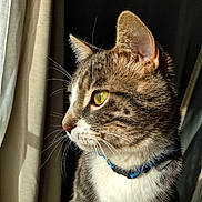 Bandit a rejoint le concours — aidez-le/la à gagner de superbes lots ! cat, tabby, yellow_eyes, whiskers, fur, collar, pet, indoor, portrait, side_view, curtains, window_light, domestic_animal, feline, animal, closeup, soft_light, looking_away, calm, household