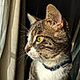 cat, tabby, yellow_eyes, whiskers, fur, collar, pet, indoor, portrait, side_view, curtains, window_light, domestic_animal, feline, animal, closeup, soft_light, looking_away, calm, household