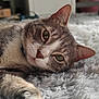 Bandit participe au concours pour gagner de l'argent avec cette photo : cat, tabby_cat, paw, fur, green_eyes, indoor, fluffy_rug, relaxed, close_up, pet, animal, whiskers, soft_light, laying_down, domestic_cat, cozy, mammal, cute, sleepy, feline