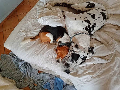 Merlin participe au concours pour gagner de l'argent avec cette photo : bed, bed_sheet, bedding, canidae, carnivore, comfort, companion_dog, couch, dog, dog_breed, dog_supply, duvet, fawn, fur, hardwood, linens, nap, room, sporting_group, working_animal