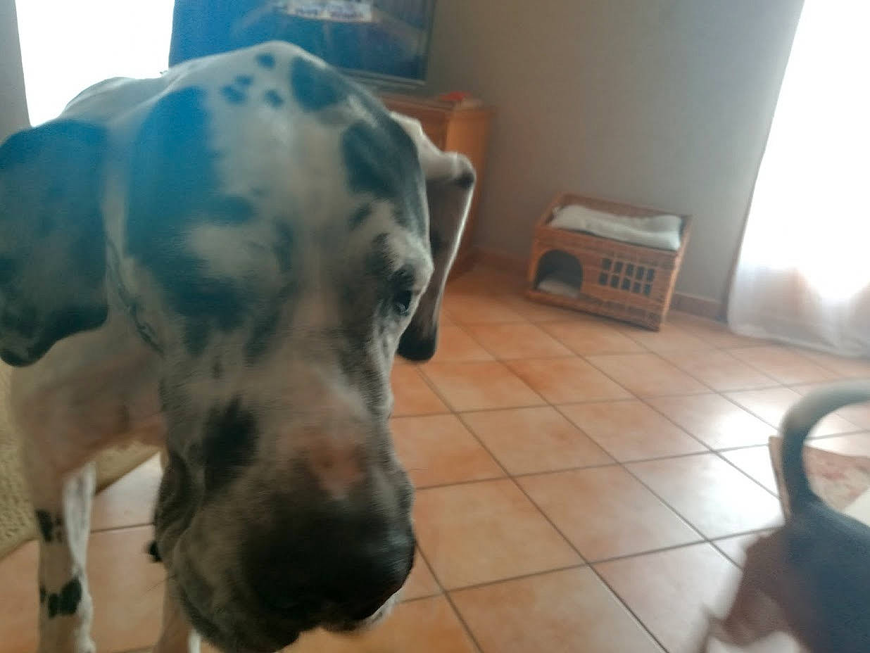 Merlin participe au concours pour gagner de l'argent avec cette photo : canidae, carnivore, companion_dog, dog, dog_breed, fawn, floor, flooring, fur, guard_dog, hardwood, pet_supply, sporting_group, tail, terrestrial_animal, whiskers, wood, wood_flooring, working_animal, working_dog