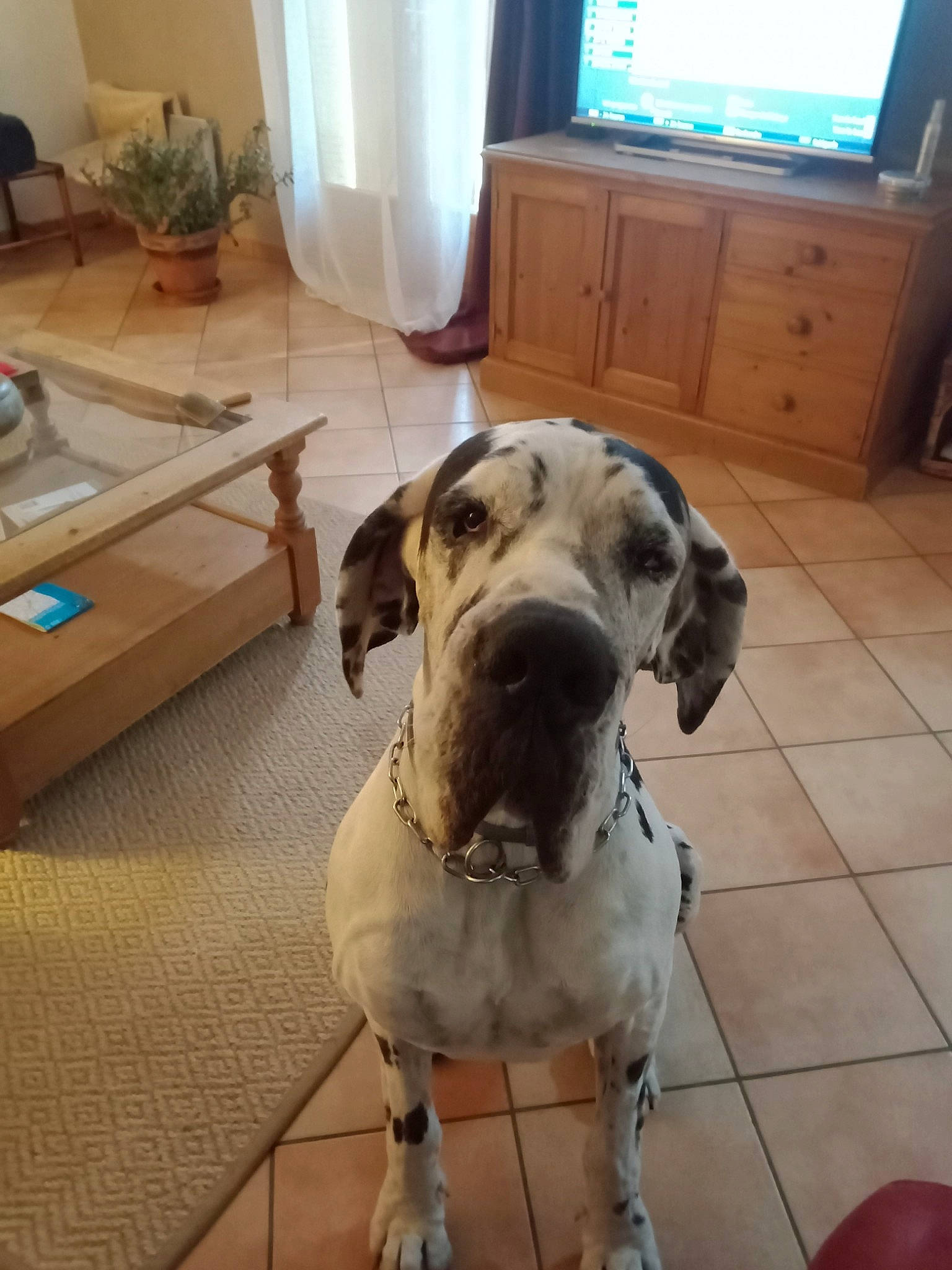 Merlin a rejoint le concours — aidez-le/la à gagner de superbes lots ! cabinetry, cable_television, carnivore, collar, companion_dog, cupboard, dog, dog_breed, dog_collar, dog_supply, fawn, floor, flooring, hardwood, home_appliance, pet_supply, plant, window, wood, working_animal