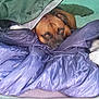 Sherkhan participe au concours pour gagner de l'argent avec cette photo : blanket, brown_dog, camping, canine, comfort, cozy, dog, ears, eyes, fabric, fur, outdoor, pet, portrait, relaxing, resting, sleeping_bag, snout, tent, zipper