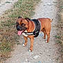 alert, animal, brown_dog, canine, daylight, dog, ears, fur, grass, ground, harness, muzzle, nature, outdoor, path, paws, pet, tail, tongue_out, walking