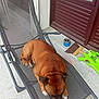 Sherkhan a rejoint le concours — aidez-le/la à gagner de superbes lots ! blue_container, brown_dog, closed_door, concrete_floor, curtains, daylight, dog, door, flooring, household_items, lounge_chair, mesh_chair, outdoor, pet, porch, putty_knife, relaxing, resting, toy_water_gun, window