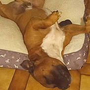 Sherkhan a rejoint le concours — aidez-le/la à gagner de superbes lots ! animal, bed, brown_dog, canine, comfort, companion, cozy, cute, dog, dog_bed, domestic, fur, indoor, lying_down, paw, pet, relaxed, resting, sleeping, tile_floor