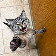 Rosco is registered to the contest to win money with this photo: animal, cat, claws, close_up, cute, domestic_cat, expressive, feline, fur, happy, indoor, meow, paw, pet, playful, reaching, tabby, tile_floor, whiskers, wooden_door