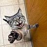 animal, cat, claws, close_up, cute, domestic_cat, expressive, feline, fur, happy, indoor, meow, paw, pet, playful, reaching, tabby, tile_floor, whiskers, wooden_door