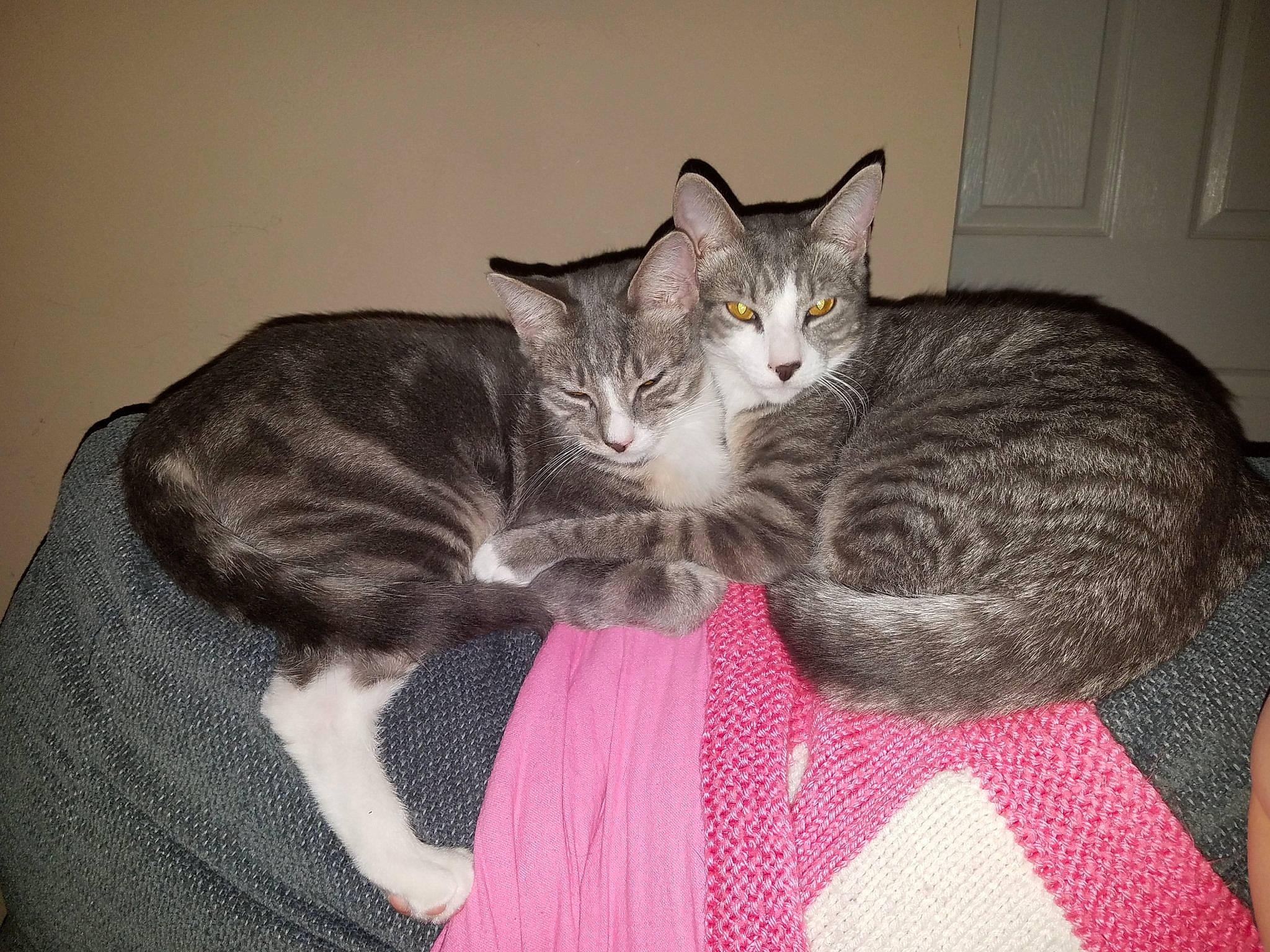 Calvin And Hobbes joined the competition — help win amazing prizes! bed, carnivore, cat, cat_bed, claw, comfort, domestic_short_haired_cat, door, felidae, fur, grey, mammal, nap, paw, sitting, small_to_medium_sized_cats, tail, whiskers