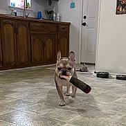 Enzo is registered to the contest to win money with this photo: french_bulldog, dog, kitchen, floor, toy, cigar, pet, animal, wooden_cabinets, door, window, curtain, dog_bowl, playful, indoor, mischievous, walking, home, tile_floor, cute