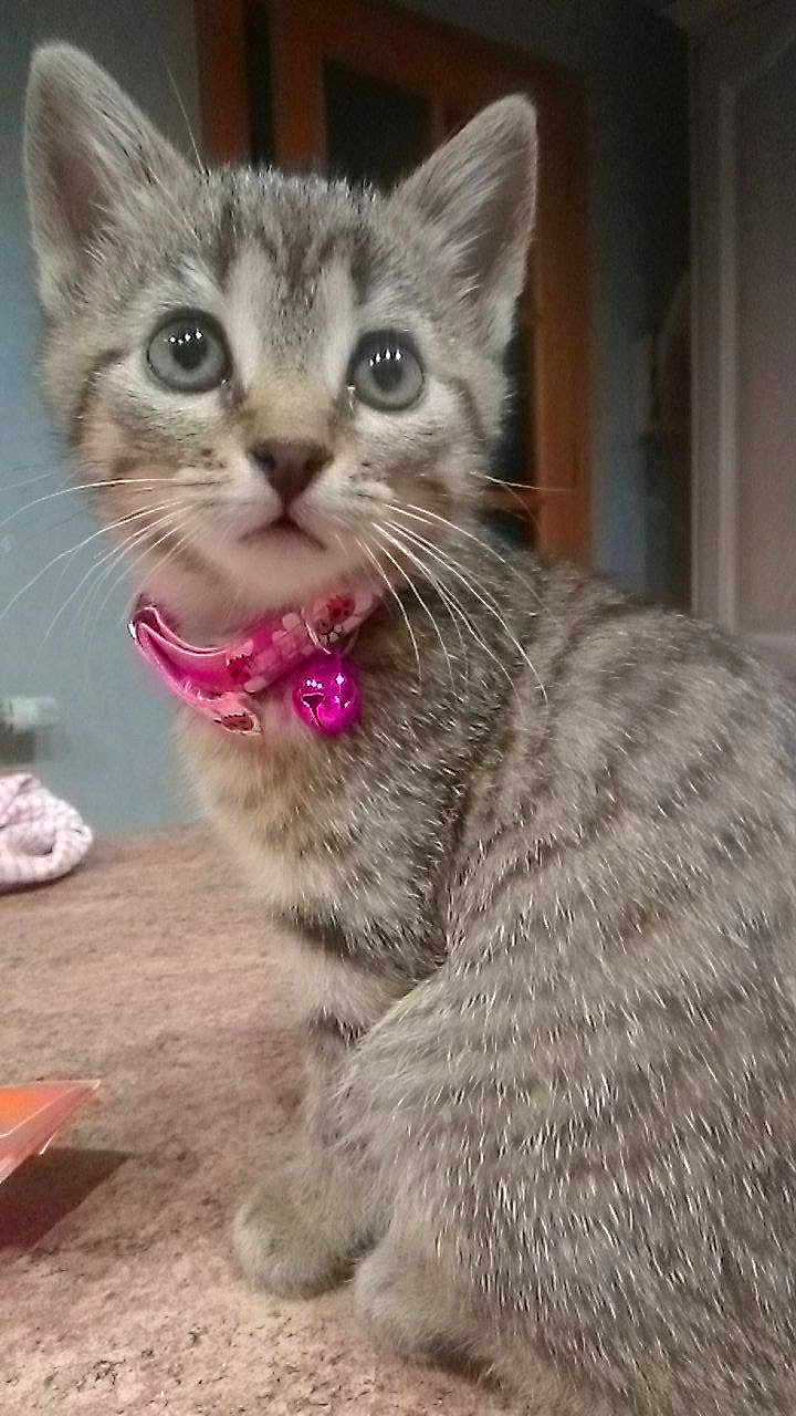 Pocahantas