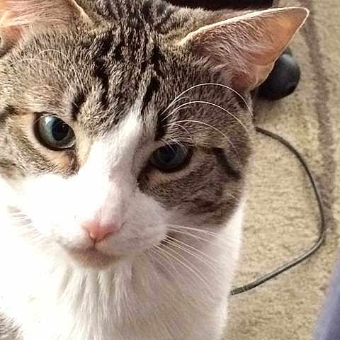 Kitters is registered to the contest to win money with this photo: