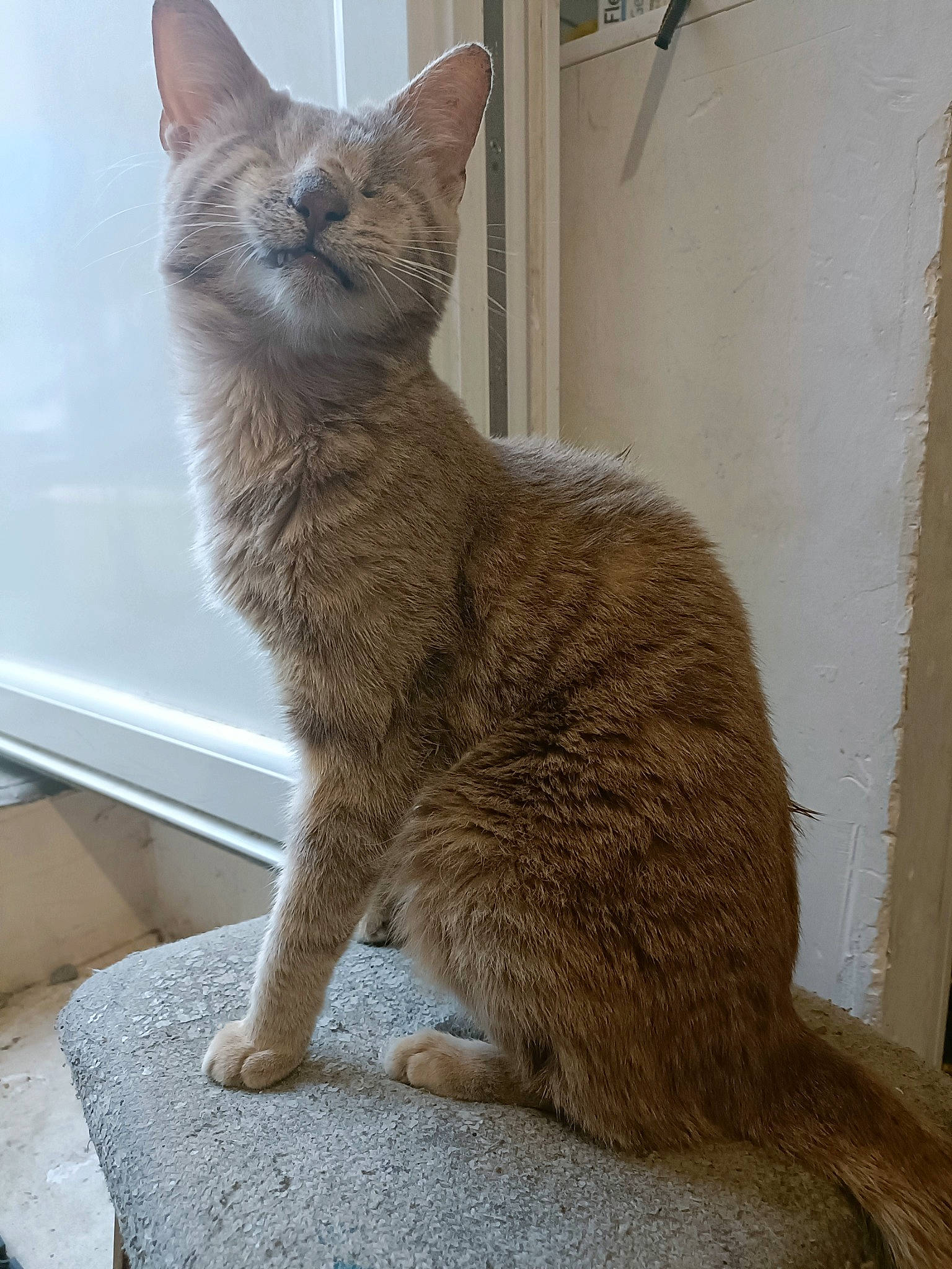 Ambre a rejoint le concours — aidez-le/la à gagner de superbes lots ! carnivore, cat, claw, comfort, domestic_short_haired_cat, eye, fawn, felidae, fur, paw, small_to_medium_sized_cats, tail, terrestrial_animal, whiskers, window