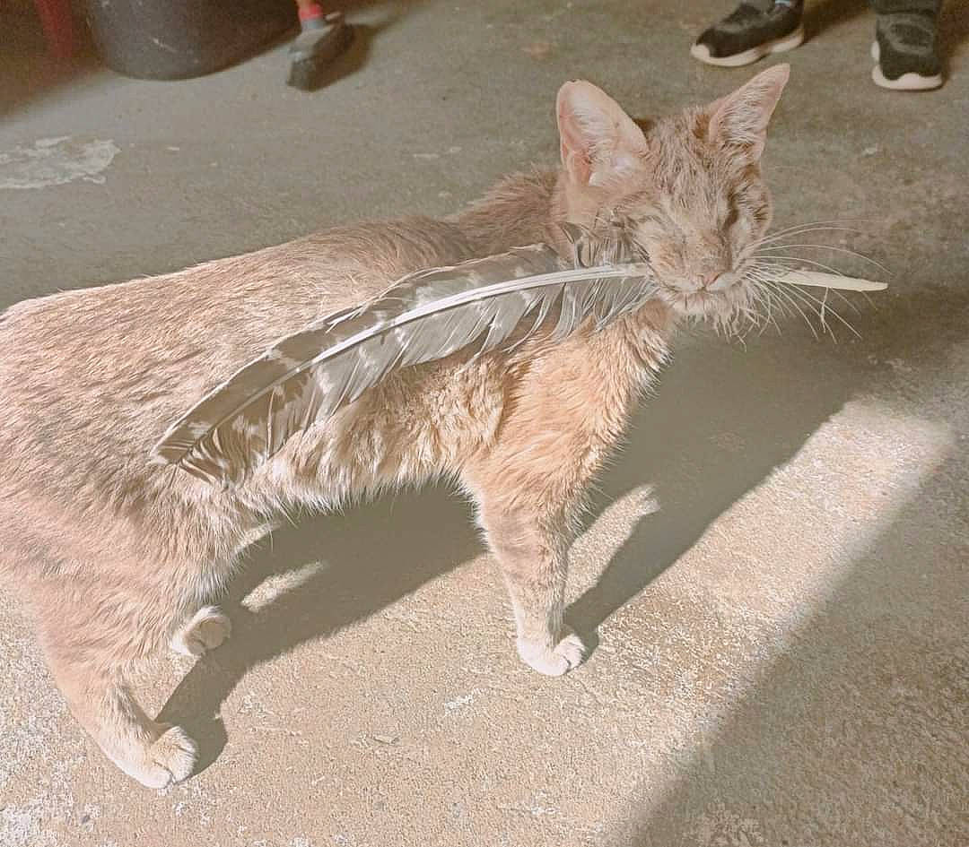 Ambre a rejoint le concours — aidez-le/la à gagner de superbes lots ! art, asphalt, carnivore, cat, claw, domestic_short_haired_cat, fawn, felidae, foot, fur, paw, road_surface, shadow, sidewalk, small_to_medium_sized_cats, snout, tail, terrestrial_animal, whiskers, wildlife