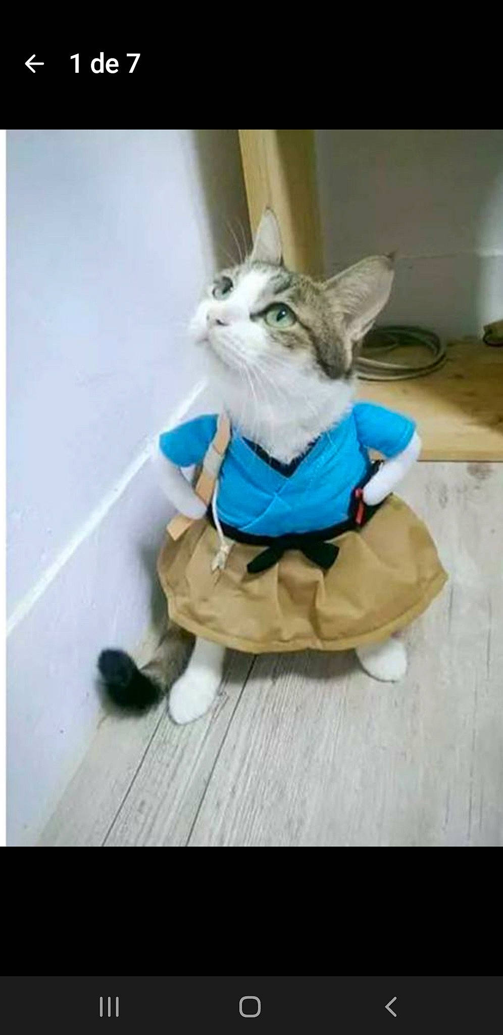 Chatchat a rejoint le concours — aidez-le/la à gagner de superbes lots ! art, carnivore, cat, companion_dog, dog_breed, dog_clothes, domestic_short_haired_cat, electric_blue, fawn, felidae, flooring, fur, paw, plush, sitting, small_to_medium_sized_cats, stuffed_toy, tail, whiskers, wood