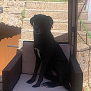 Pink participe au concours pour gagner de l'argent avec cette photo : dog, black_dog, chair, wicker_chair, cushion, outdoor, stone_steps, shadow, sunlight, pet, animal, sitting, furniture, garden, greenery, relaxing, canine, daylight, home, backyard