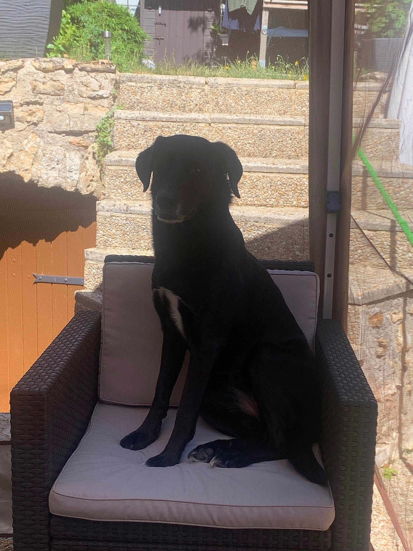 Pink participe au concours pour gagner de l'argent avec cette photo : dog, black_dog, chair, wicker_chair, cushion, outdoor, stone_steps, shadow, sunlight, pet, animal, sitting, furniture, garden, greenery, relaxing, canine, daylight, home, backyard