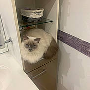 Maya a rejoint le concours — aidez-le/la à gagner de superbes lots ! cat, fluffy, blue_eyes, bathroom, cabinet, furniture, white, gray, sitting, pet, indoor, cozy, relaxed, domestic_animal, fur, animal, portrait, small_space, household, quiet