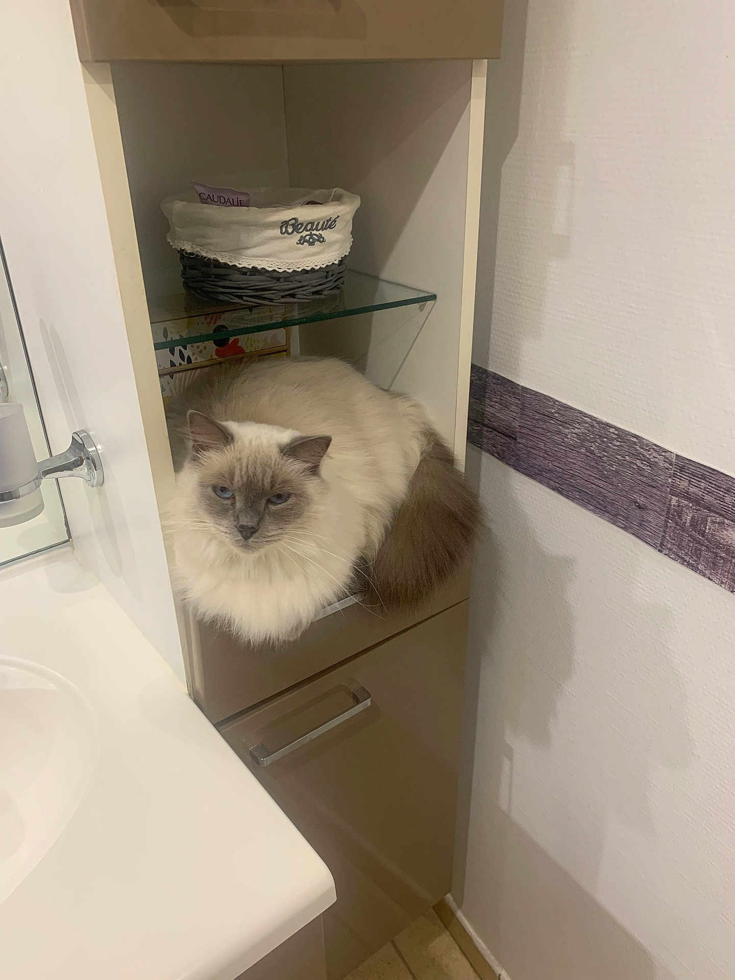 Maya