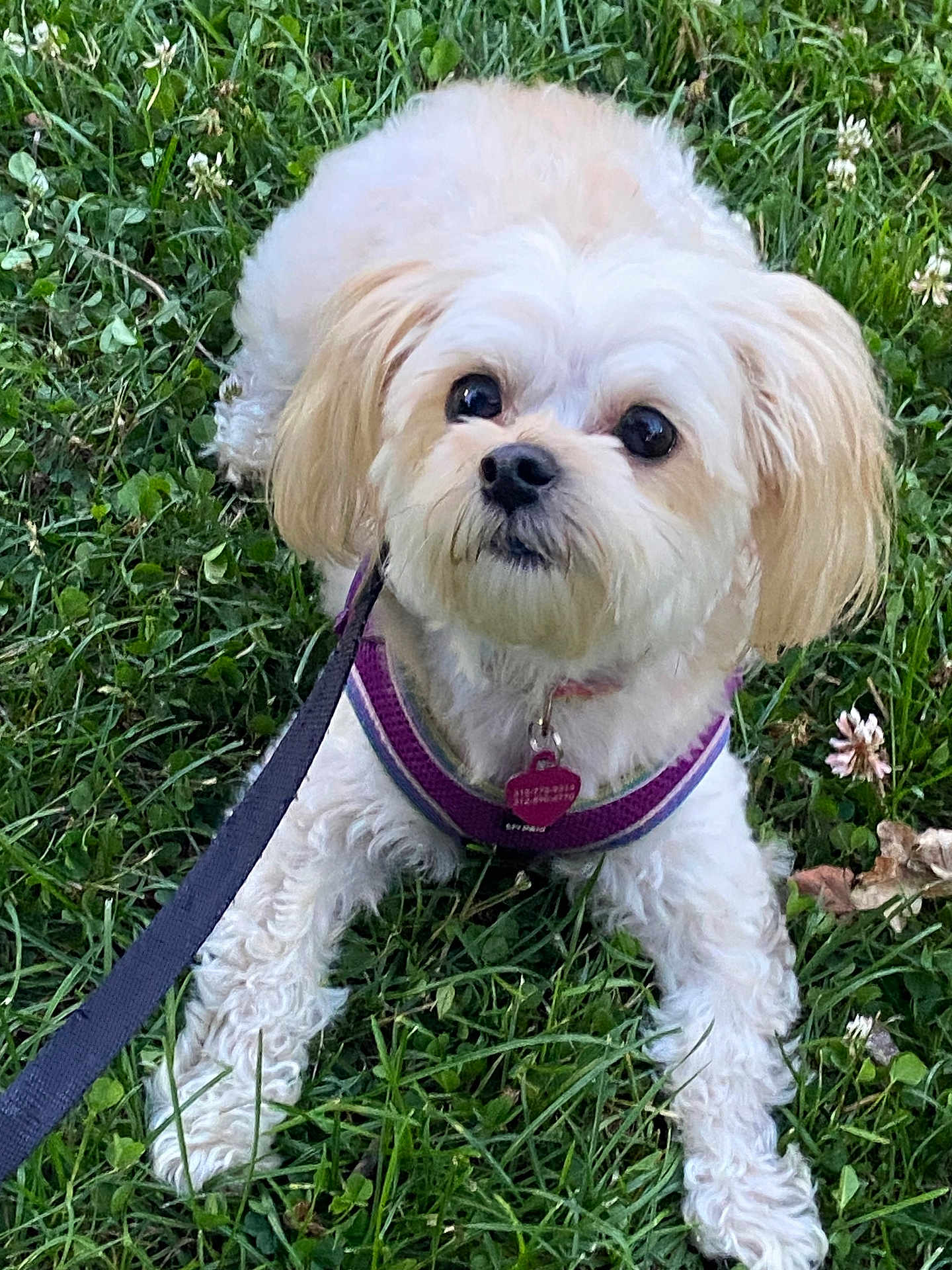 Lilu
