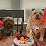 dog, birthday_cake, candle, table, flowers, balloon, indoor, celebration, pet, cake, strawberries, ribbon, happy, smiling, fur, window, chair, wooden_table, decor, festive