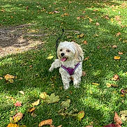 Lilu is registered to the contest to win money with this photo: dog, white_dog, grass, autumn_leaves, purple_harness, park, playground, tree, sunlight, outdoor, pet, tongue_out, happy, small_dog, nature, daylight, leaves, grass_field, canine, playful