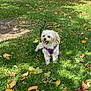 dog, white_dog, grass, autumn_leaves, purple_harness, park, playground, tree, sunlight, outdoor, pet, tongue_out, happy, small_dog, nature, daylight, leaves, grass_field, canine, playful