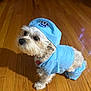 dog, pet, costume, clothing, blue, indoor, floor, wooden_floor, small_dog, cute, sitting, fur, animal, canine, cap, outfit, light_blue, domestic_animal, looking_away, collar