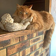 Ruby a rejoint le concours — aidez-le/la à gagner de superbes lots ! cat, orange_cat, statue, angel_statue, brick_wall, wooden_ledge, indoor, pet, feline, resting, fluffy, tail, stairs, decor, animal, cute, relaxed, portrait, domestic_cat, house