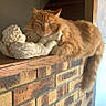 cat, orange_cat, statue, angel_statue, brick_wall, wooden_ledge, indoor, pet, feline, resting, fluffy, tail, stairs, decor, animal, cute, relaxed, portrait, domestic_cat, house