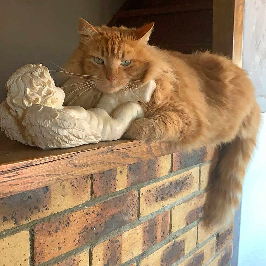 Ruby a rejoint le concours — aidez-le/la à gagner de superbes lots ! cat, orange_cat, statue, angel_statue, brick_wall, wooden_ledge, indoor, pet, feline, resting, fluffy, tail, stairs, decor, animal, cute, relaxed, portrait, domestic_cat, house