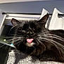 cat, black_cat, whiskers, tongue_out, close_up, indoor, window, curtains, feline, pet, animal, fur, face, cute, playful, gray_surface, domestic_cat, whiskers_visible, tongue, relaxed