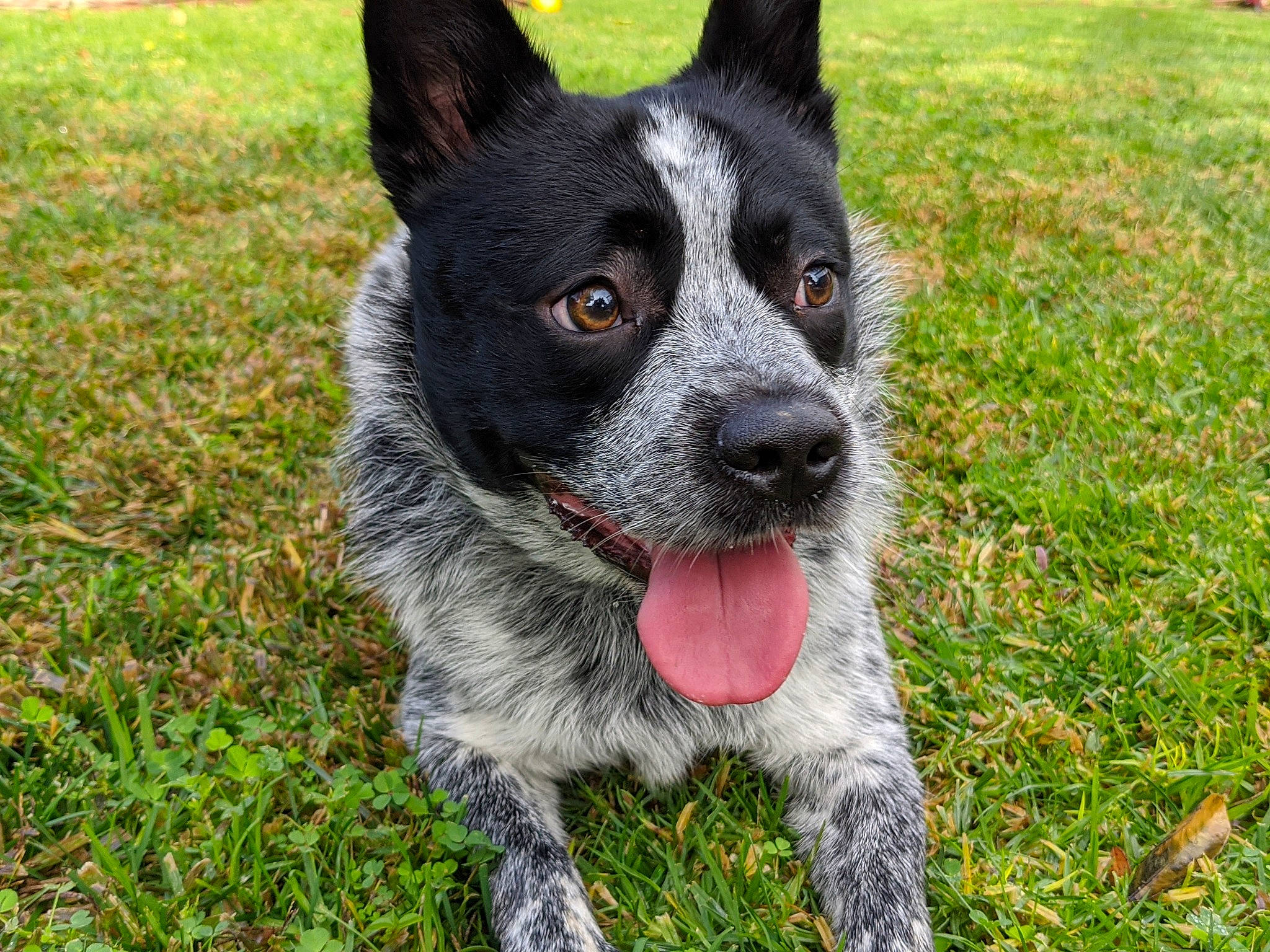 Bishop is registered to the contest to win money with this photo: australian_cattle_dog, australian_stumpy_tail_cattle_dog, canidae, carnivore, dog, dog_breed, herding_dog, mammal, rare_breed_dog, snout, sporting_group, texas_heeler, vertebrate, working_dog