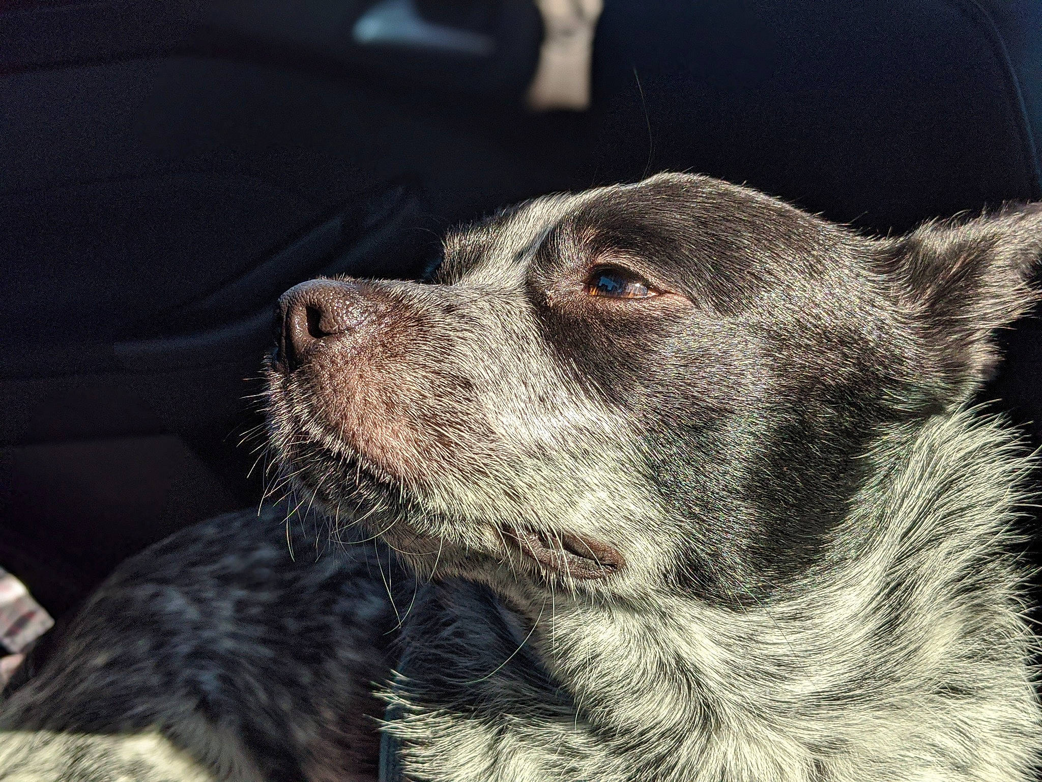 Bishop is registered to the contest to win money with this photo: australian_cattle_dog, canidae, carnivore, dog, dog_breed, ear, eye, fur, mammal, pit_bull, sky, snout, sporting_group, vertebrate, whiskers, working_dog