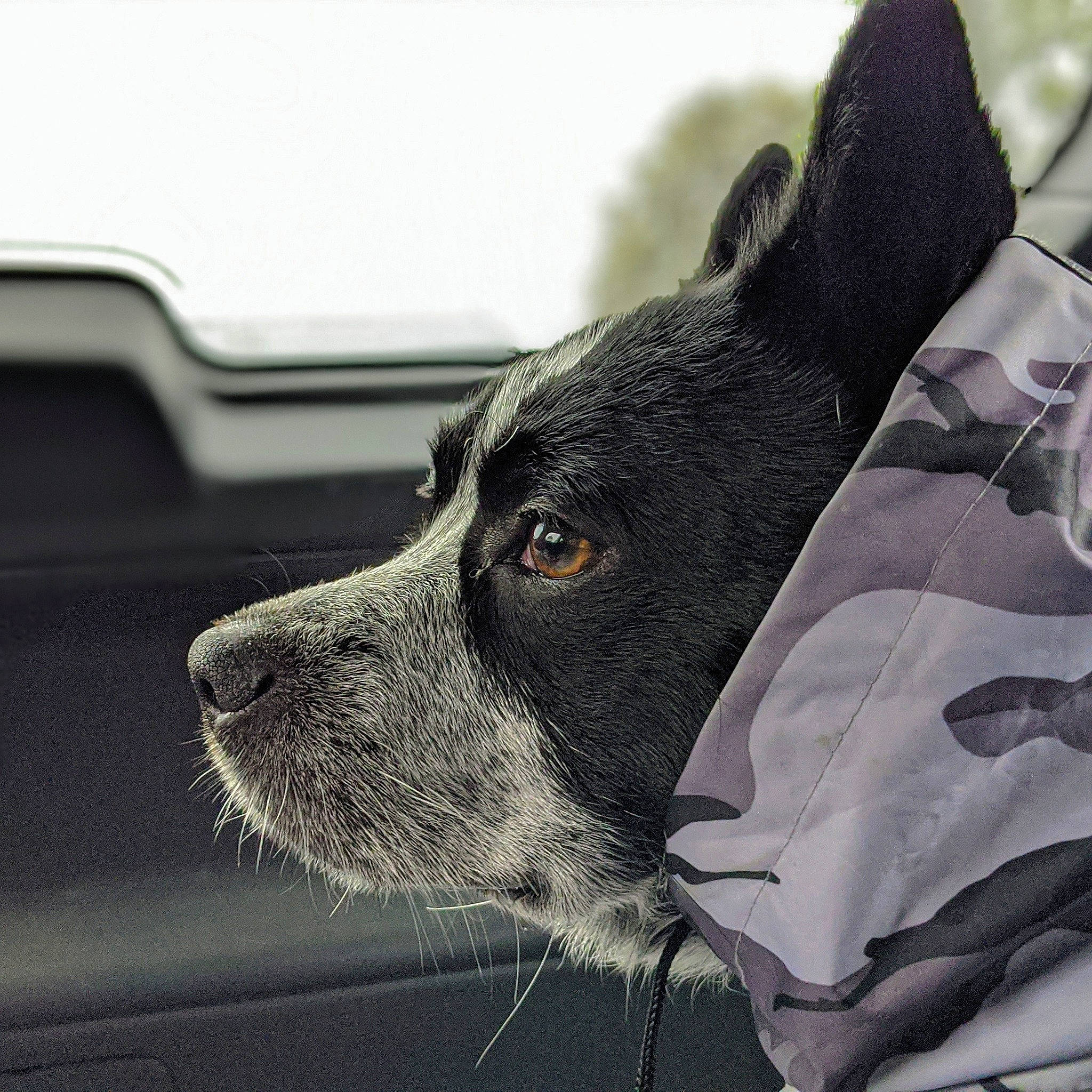 Bishop joined the competition — help win amazing prizes! black_and_white, canidae, carnivore, dog, dog_breed, ear, eye, hunting_dog, mammal, nose, pointer, rare_breed_dog, snout, sporting_group, whiskers