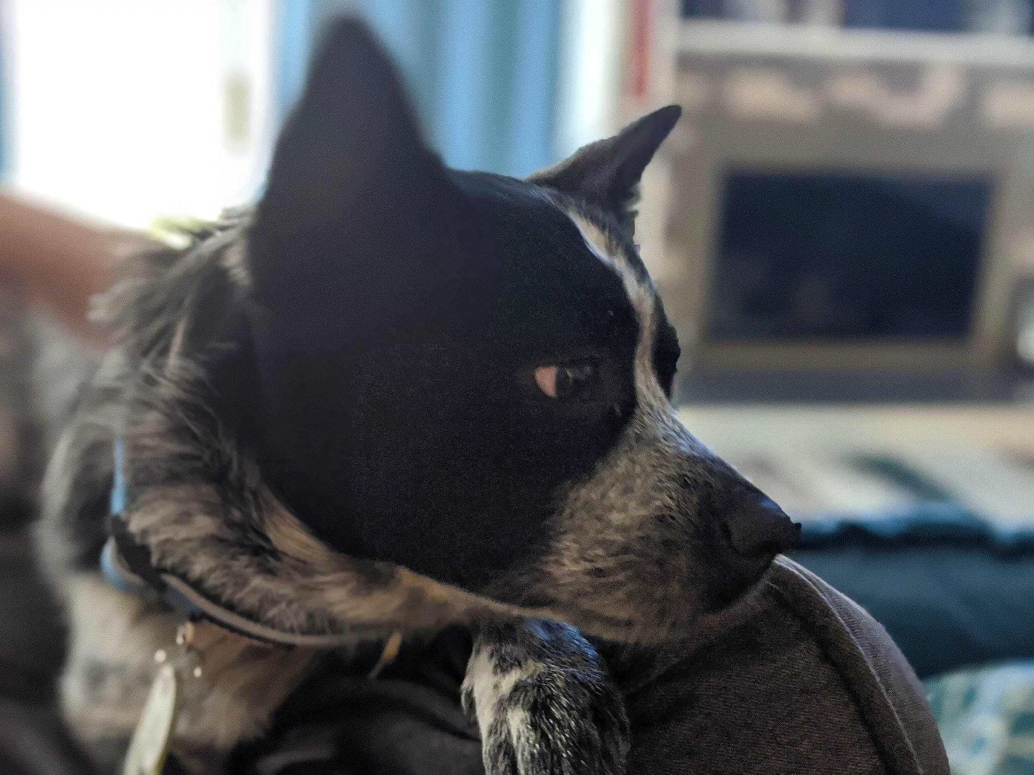 Bishop is registered to the contest to win money with this photo: canidae, carnivore, cat, dog, dog_breed, fur, mammal, non_sporting_group, nose, snout, vertebrate, whiskers