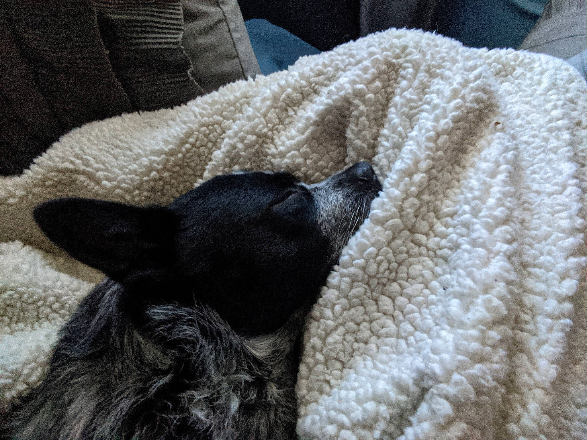 Bishop is registered to the contest to win money with this photo: black_cat, canidae, carnivore, cat, comfort, cornish_rex, devon_rex, dog_breed, ear, fawn, felidae, fur, linens, nap, non_sporting_group, sleep, small_to_medium_sized_cats, snout, textile, whiskers