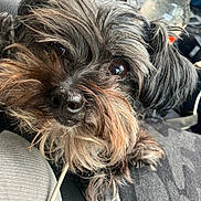Milan is registered to the contest to win money with this photo: adorable, animal, black, brown, canine, close_up, companion, curious, cute, dog, eyes, face, fur, furry, indoor, nose, pet, portrait, scruffy, whiskers