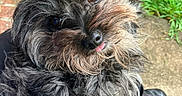 Milan joined the competition — help win amazing prizes! adorable, animal, black_fur, brick_wall, brown_fur, close_up, cute, dog, fur, grass, looking_at_camera, messy_fur, nature, outdoor, pet, portrait, scruffy, small_dog, tongue, tongue_out