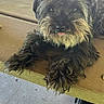 Milan is registered to the contest to win money with this photo: animal, black_fur, brown_fur, canine, dog, ears, face, fur, looking_at_camera, outdoor, paw, pet, picnic_table, relaxed, resting, scruffy, snout, table, tongue_out, wood